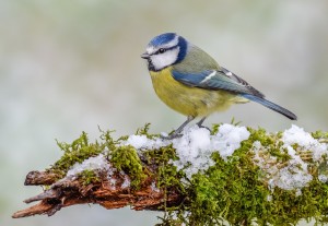BLUE TIT MILLERS WOOD 17.1.16 (6 of 6)