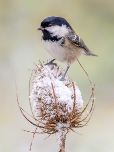 COAL TIT MILLERS WOOD 17.1.16 (1 of 4)