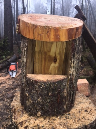 Hollowed out Larch log