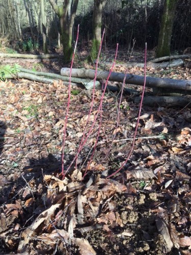 Dogwood