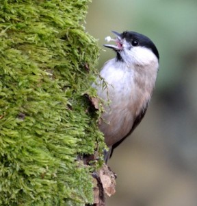 Marsh Tit 2