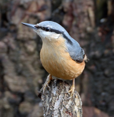 Nuthatch 3