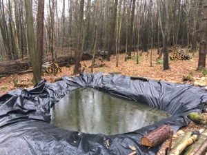 Pond 1. 2.1.16