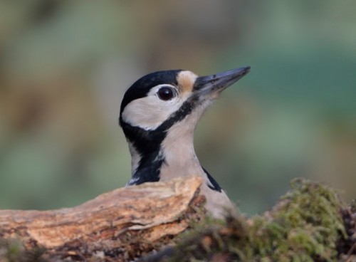 Woodpecker