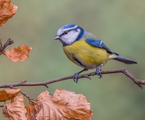 BLUE TIT 10.2.16
