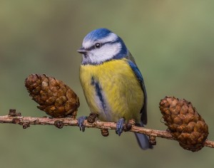 BLUE TIT 10.2.16