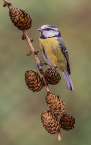 BLUE TIT 10.2.16