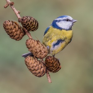 BLUE TIT 10.2.16