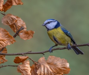 BLUE TIT 10.2.16