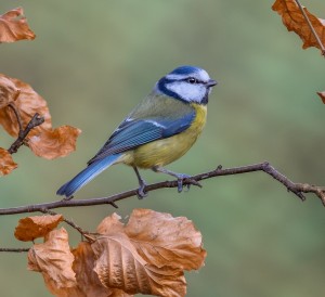 BLUE TIT 10.2.16