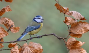 BLUE TIT 10.2.16