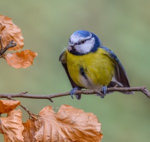 BLUE TIT 10.2.16