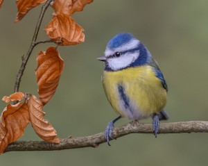BLUE TIT 10.2.16