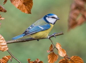BLUE TIT 10.2.16