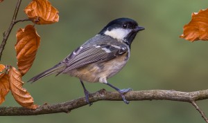 COAL TIT 10.2.16