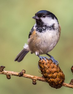 COAL TIT 10.2.16