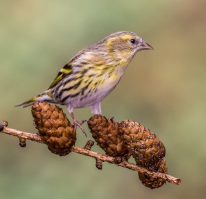 SISKIN 10.2.16