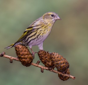 SISKIN 10.2.16