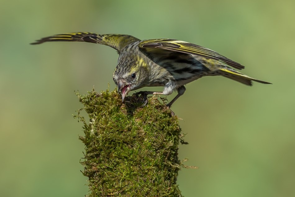 Siskin day