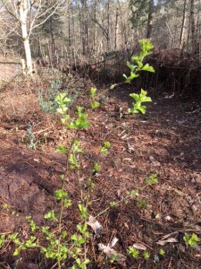 Hawthorn Sapling