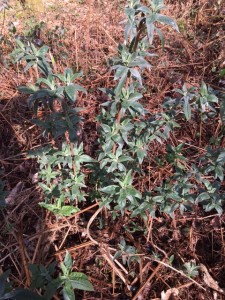 Buddleia bush