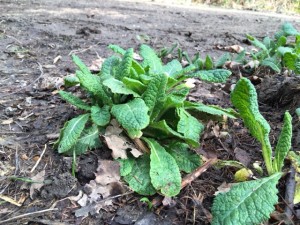 Primrose