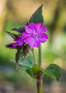 RED CAMPION, Silene dioica