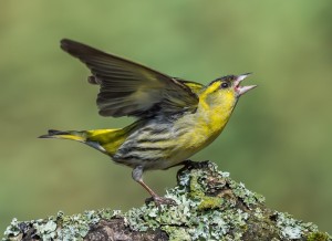 Siskin on lichen
