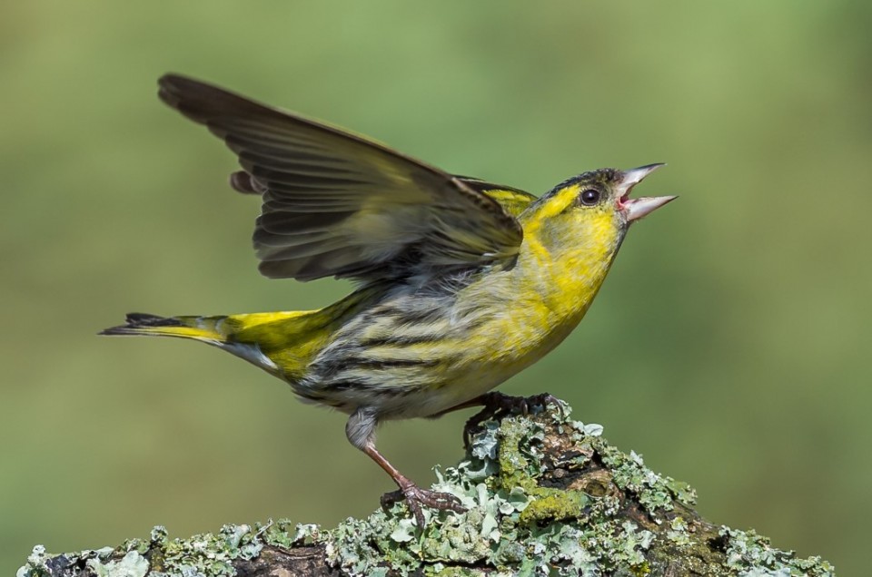 A morning with the Siskin