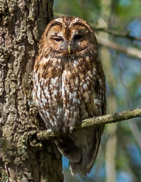 BLUEBELLS , VOLES AND A TAWNY OWL