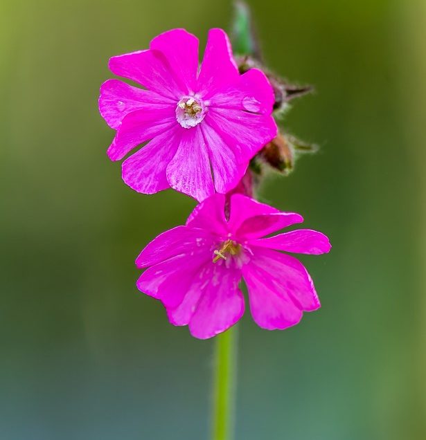 Wild flowers saying hello.