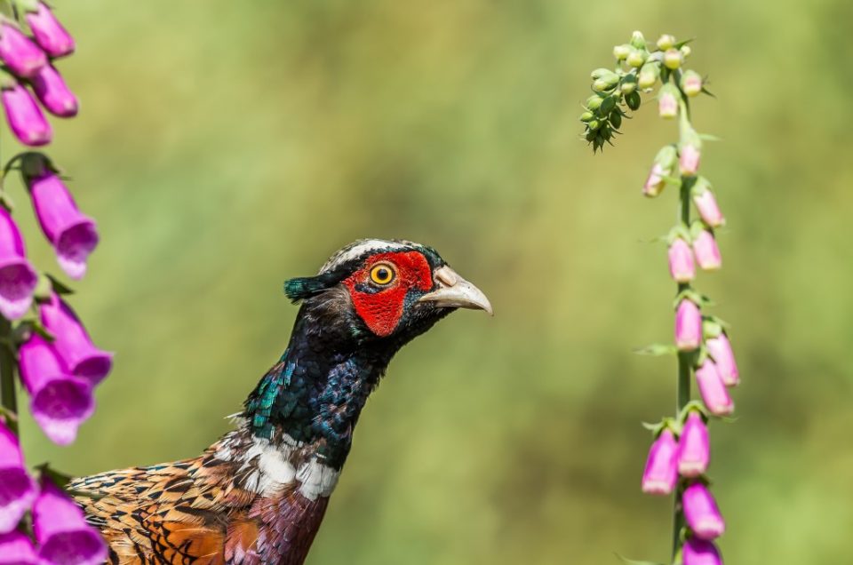 Birds with wild flowers