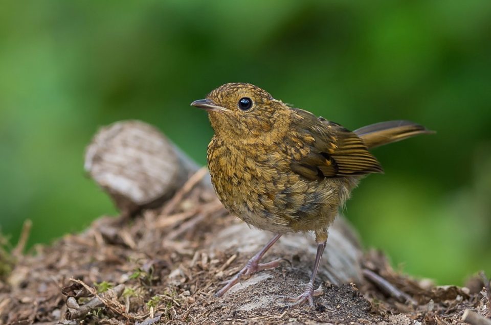 New Robins on the block.