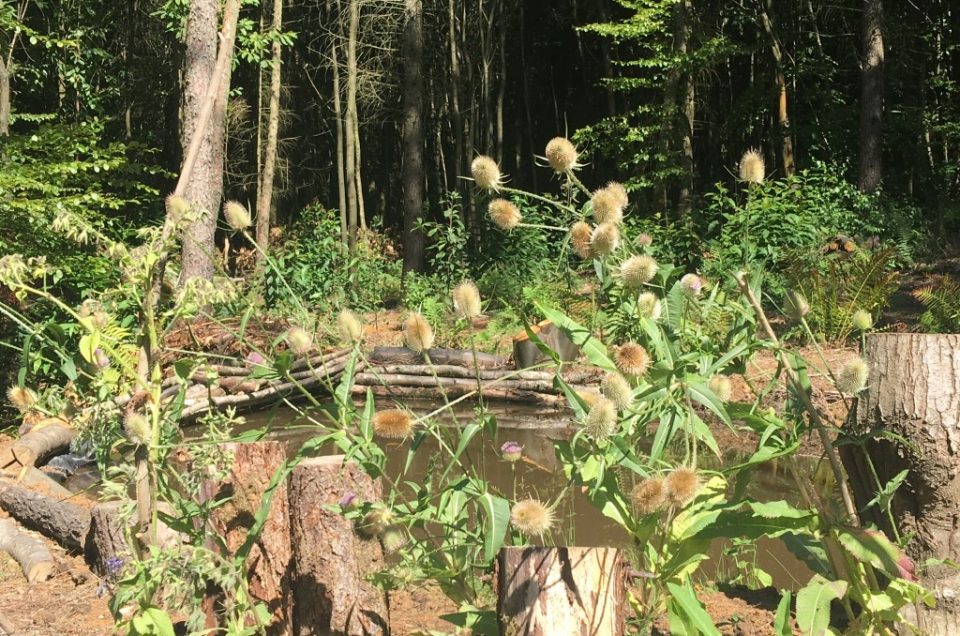 TEASELS AND WOOD CHIP