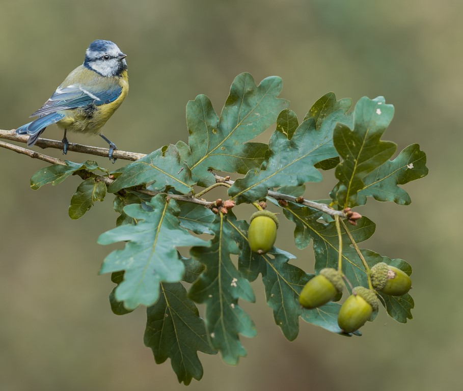 blue-tit-on-hawthorne-6-medium