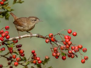 Wren on Hawthorne