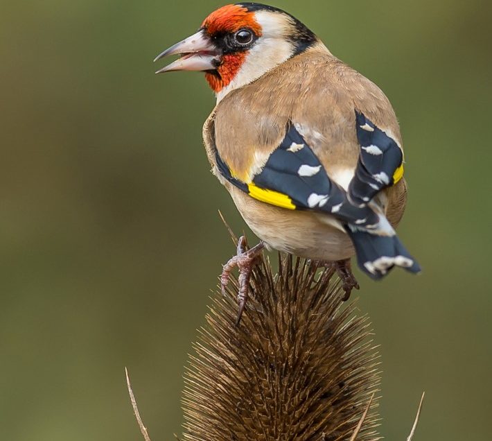 A couple of hours in the main hide