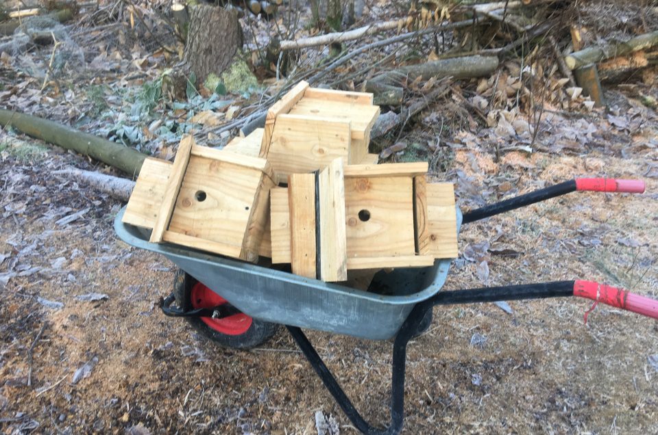 Bird box building