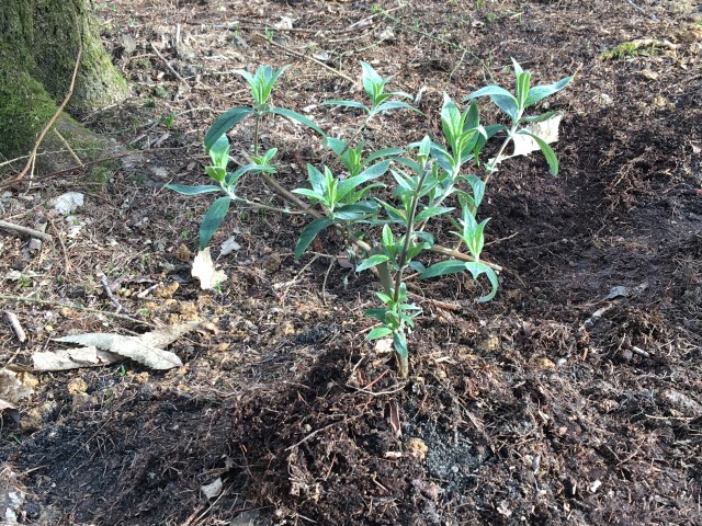 More planting
