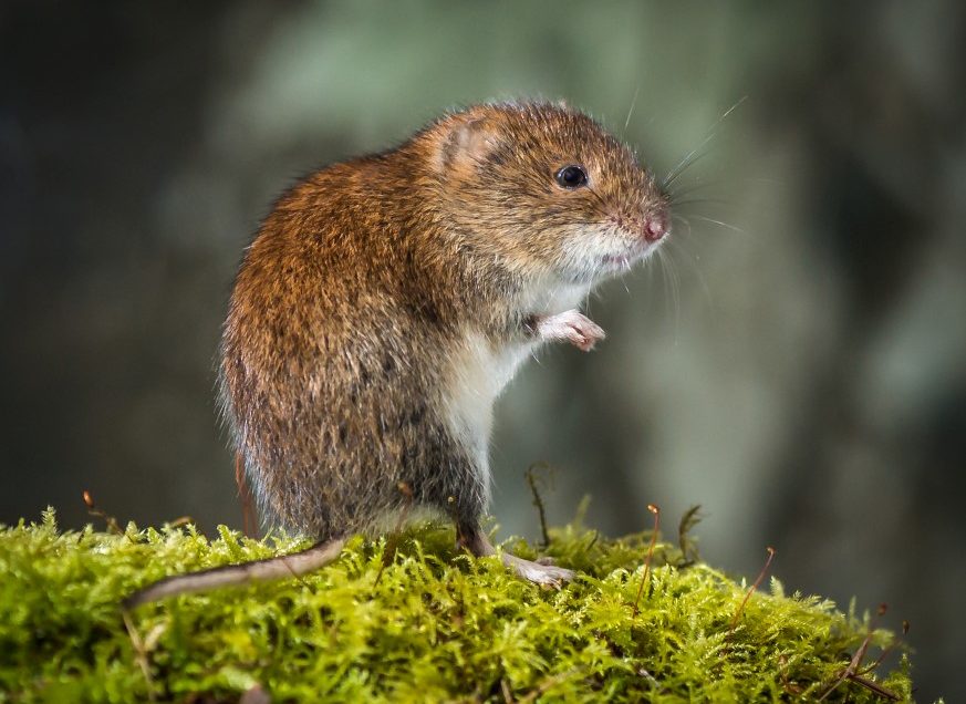 Bank Vole day