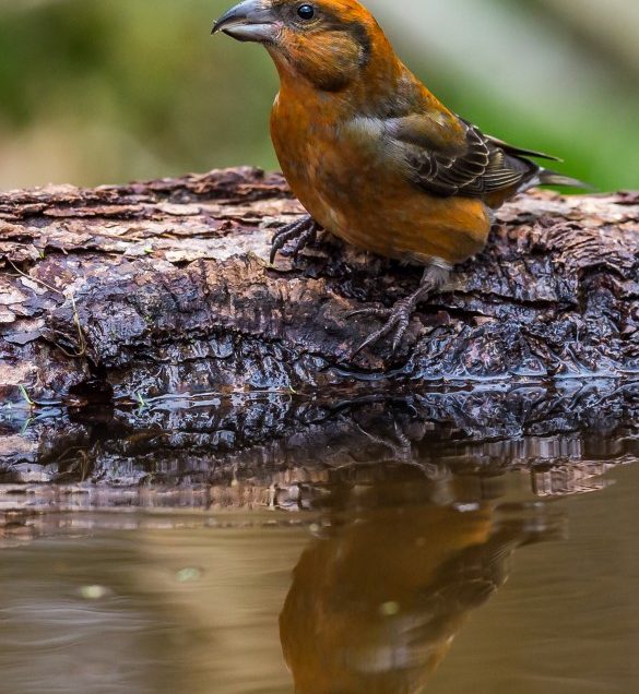ARRIVAL OF THE CROSSBILLS
