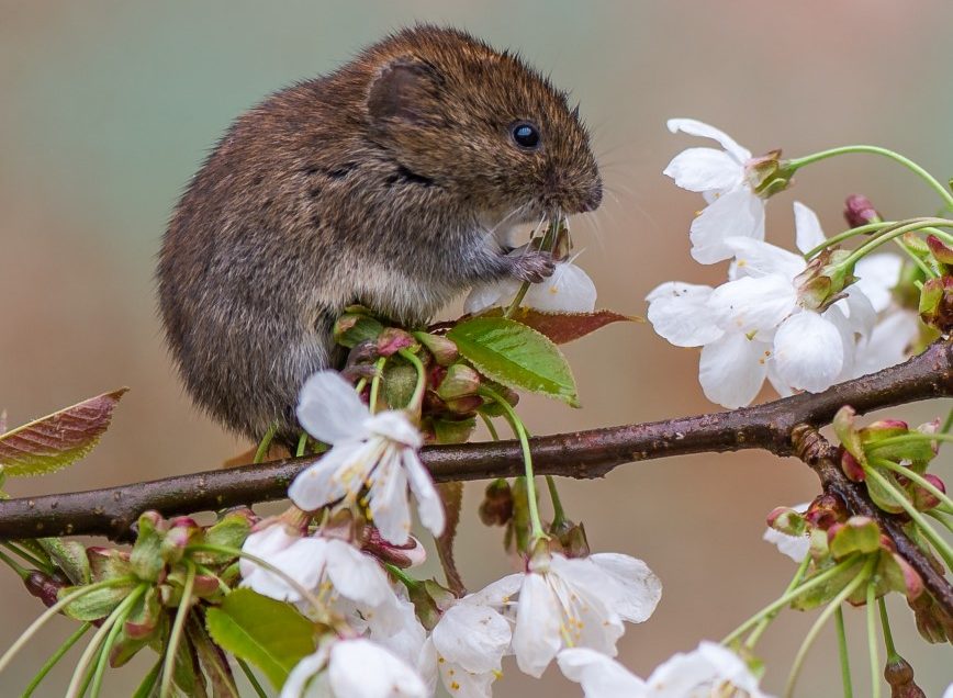 An hour with the Bank voles.