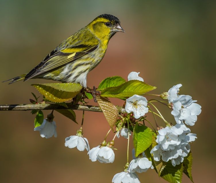 Birds on Wild Cherry blossom