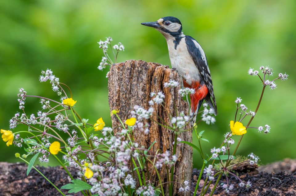 A few hours with the woodpeckers