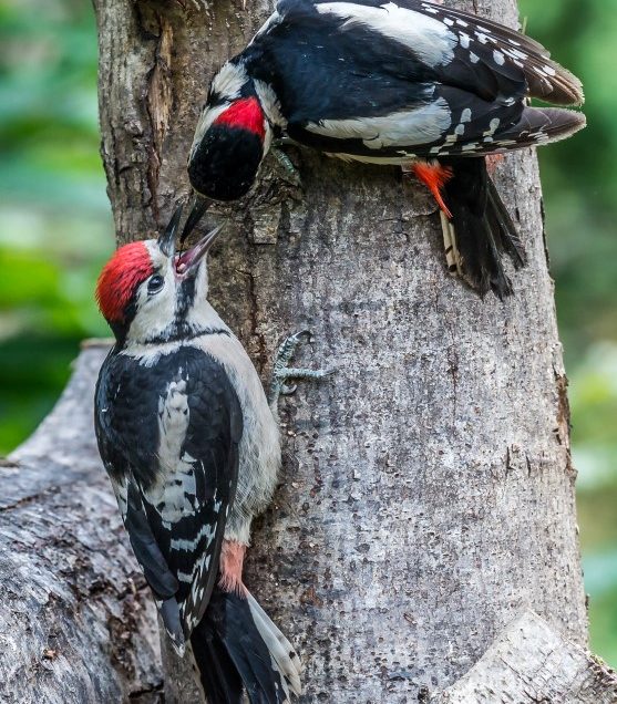 First of the young woodpeckers
