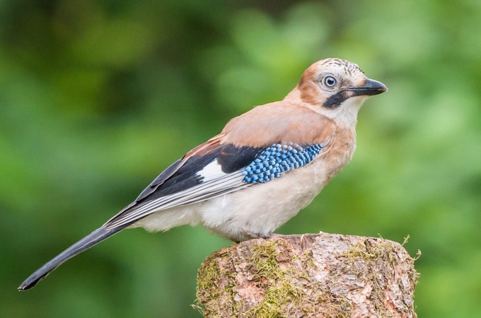 Morning with the Jays