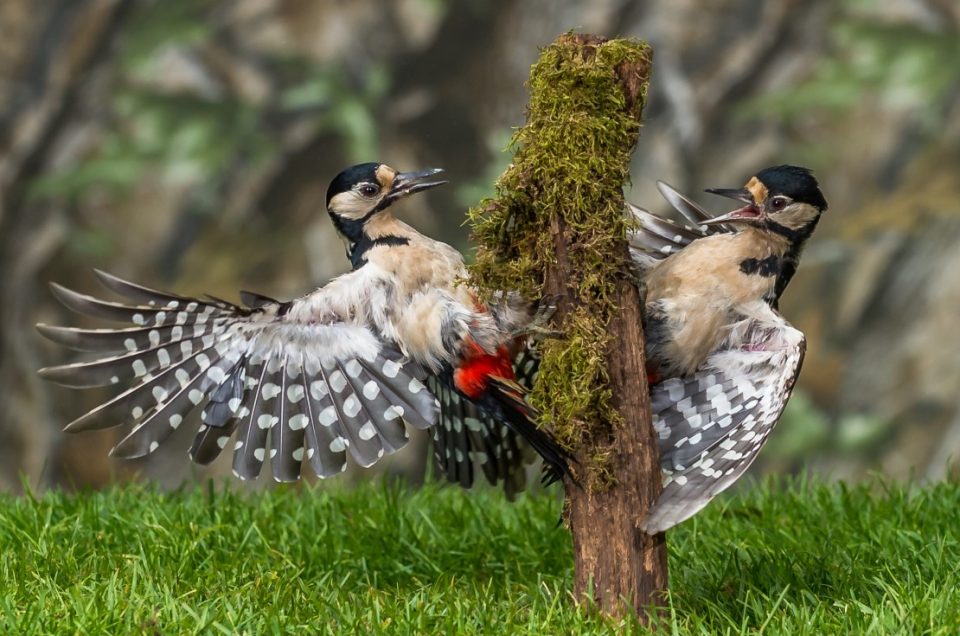 Great spotted woodpeckers squabbling over food