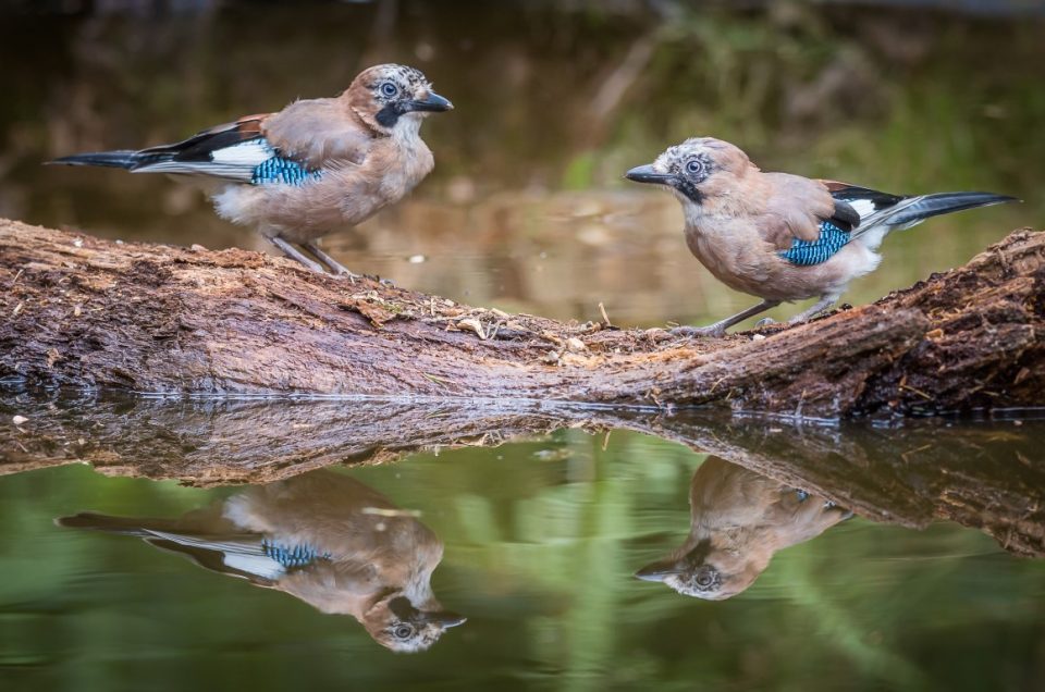 Spent the morning with the Jay family by the pond