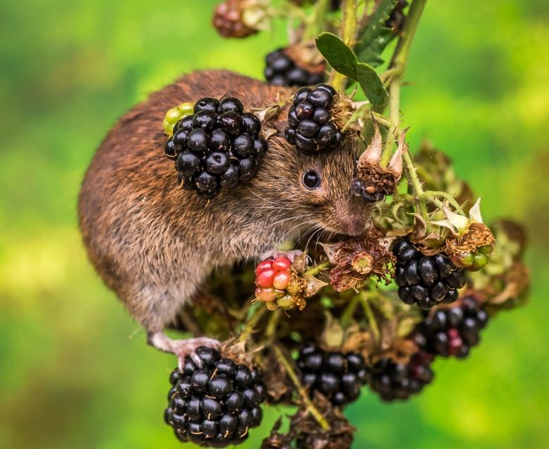 Voles on berries.