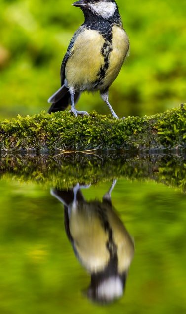 BIRDS ON THE REFLECTION POOL 16.8.17